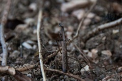 カマキリ
