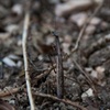 カマキリ