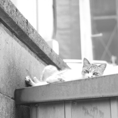 ねこ