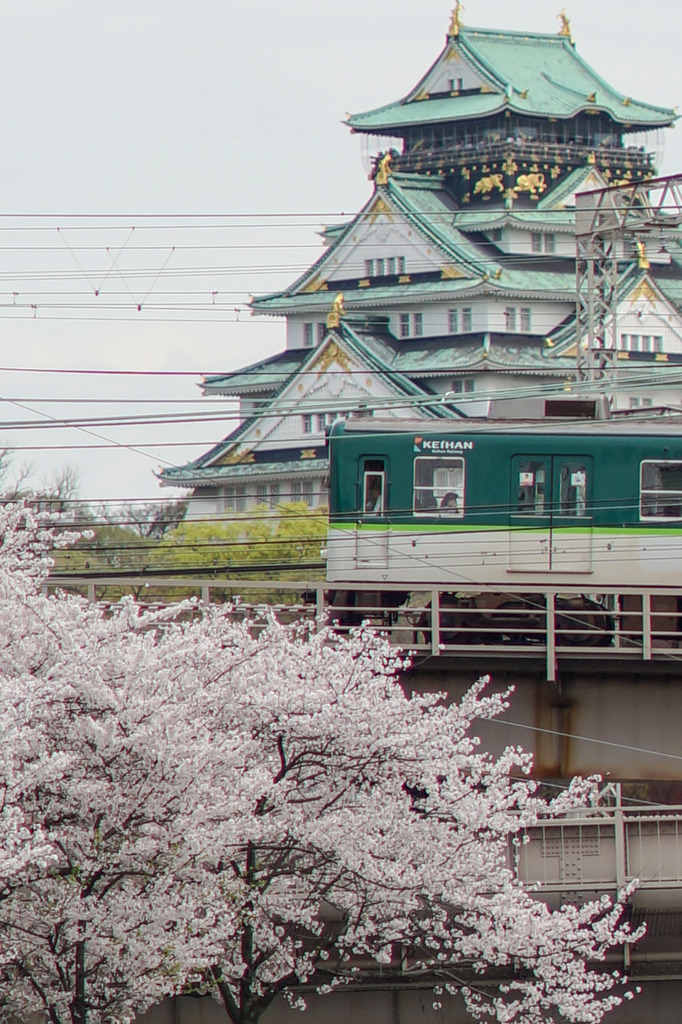 大阪城京阪桜