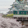 大阪城京阪桜