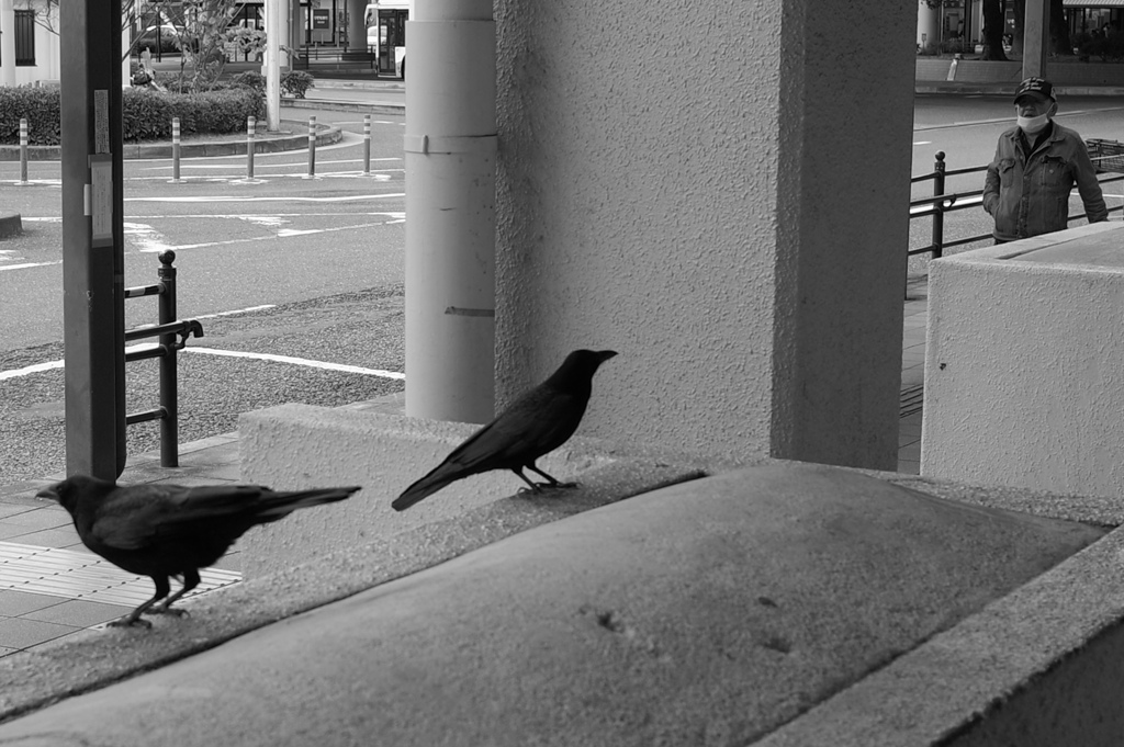 駅前カラス