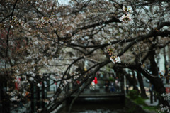 先斗町の桜