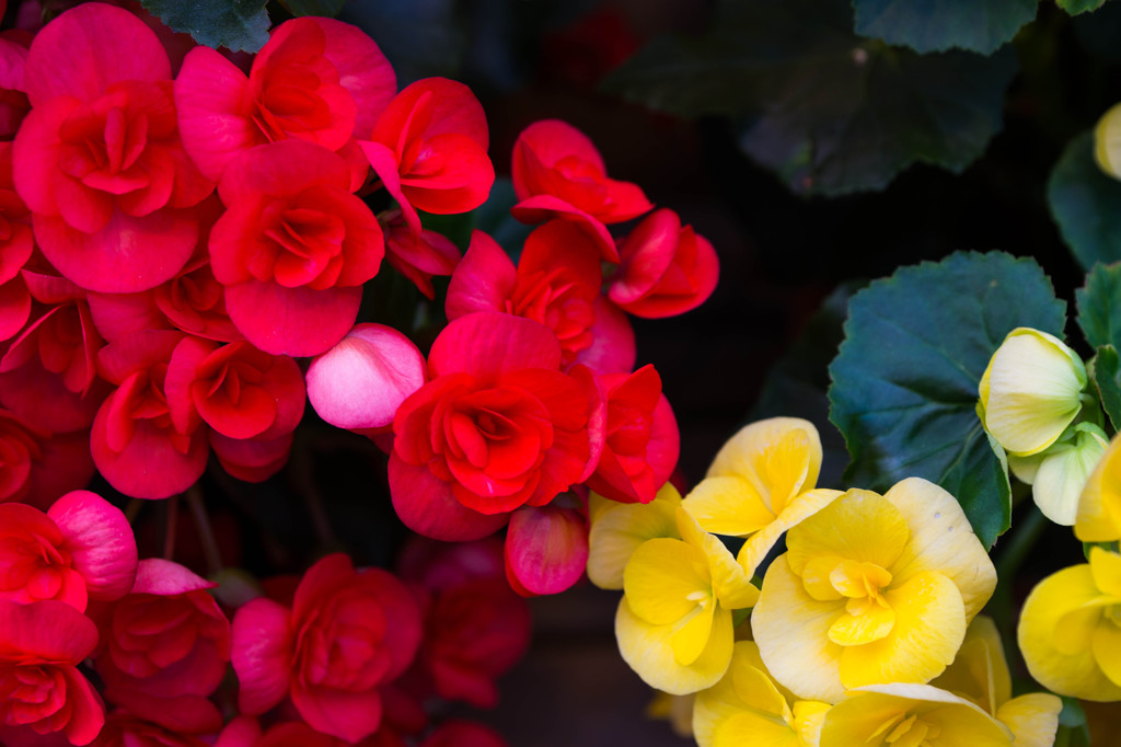 Red&Yellow