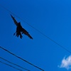 Flying crow