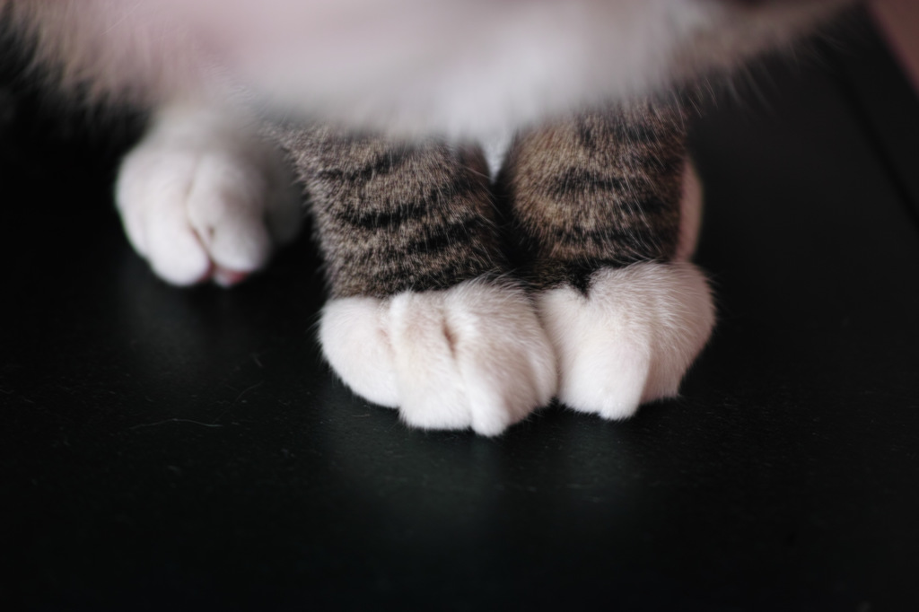 猫の手