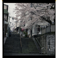 雨桜