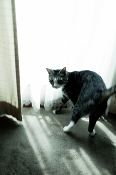 おちつきのない猫