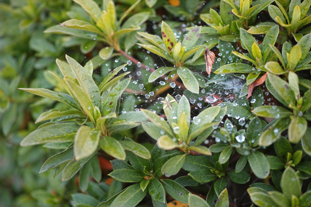 雨上がりの雫