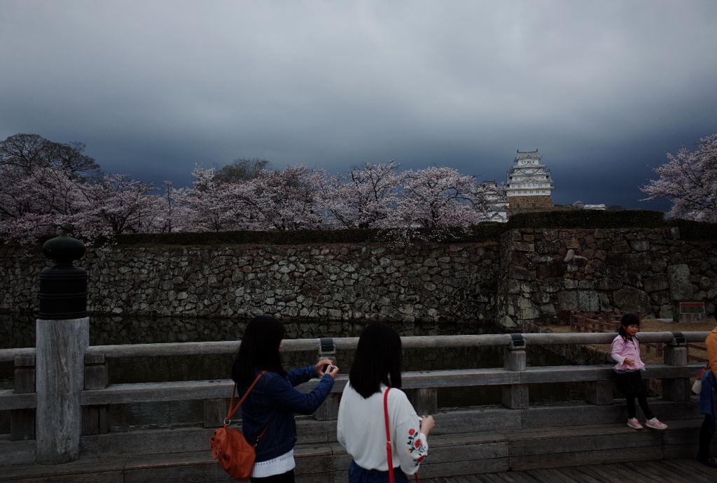 姫路城の桜