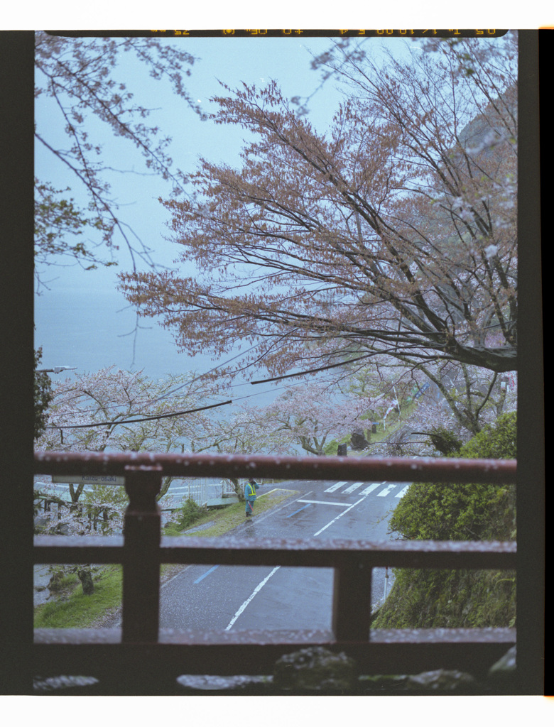 雨のお花見