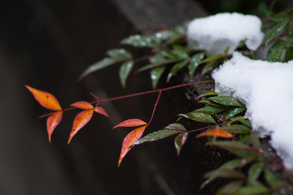 庭先の積雪