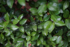 雨