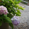 紫陽花