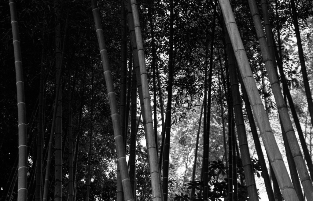 竹林