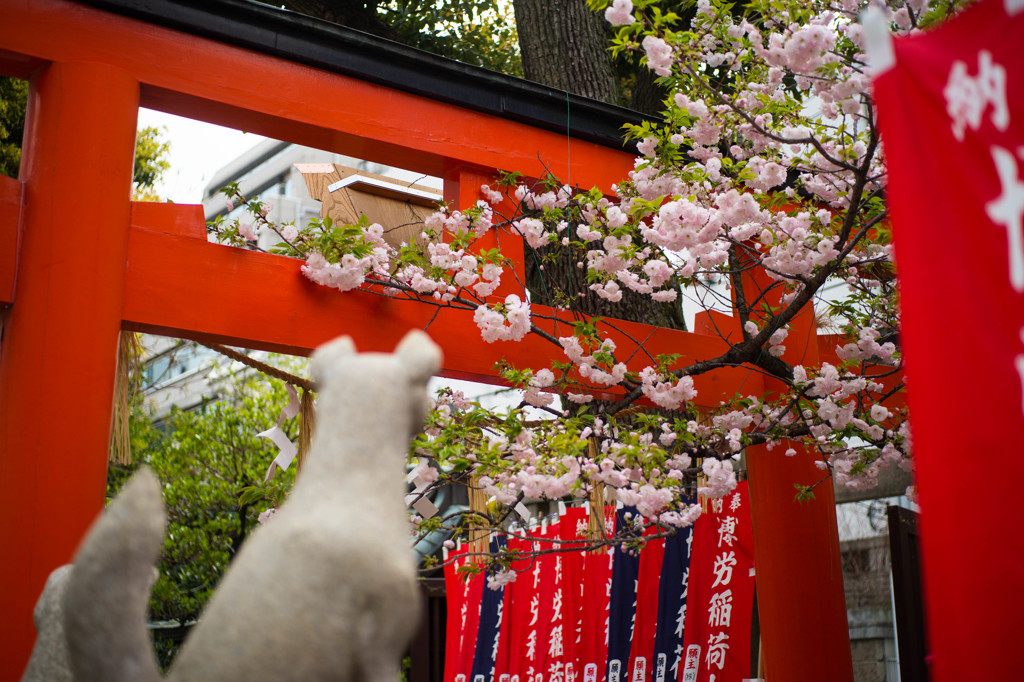 神社の桜