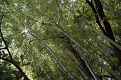 竹林