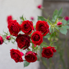 庭の薔薇