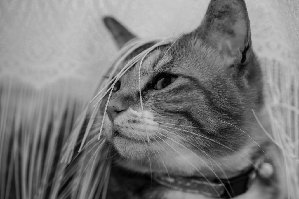 あんにゅい猫