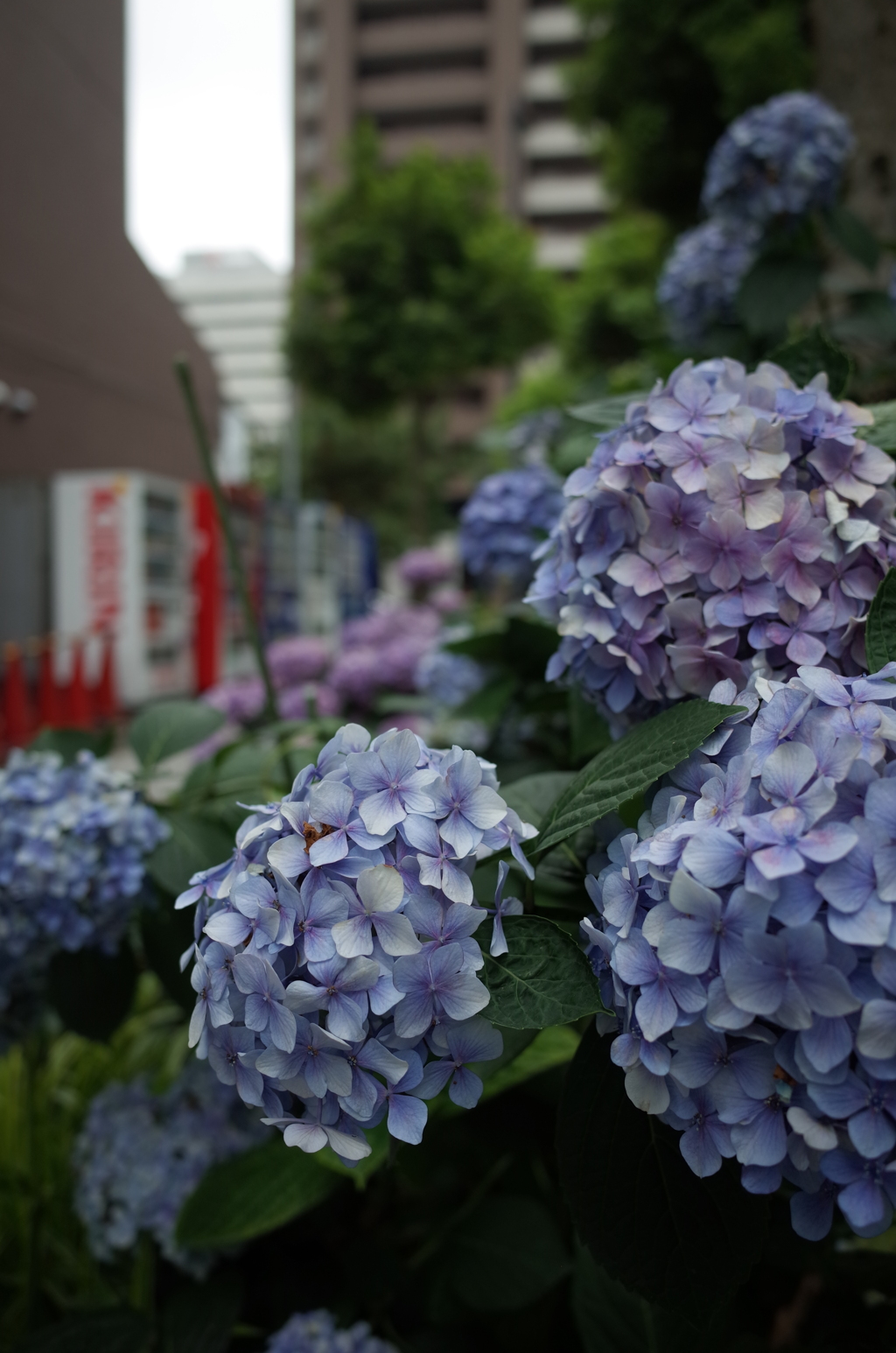 街中の紫陽花