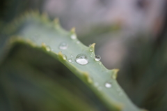 雨上がりアロエ