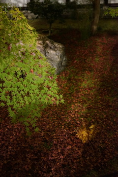 京都紅葉ライトアップ