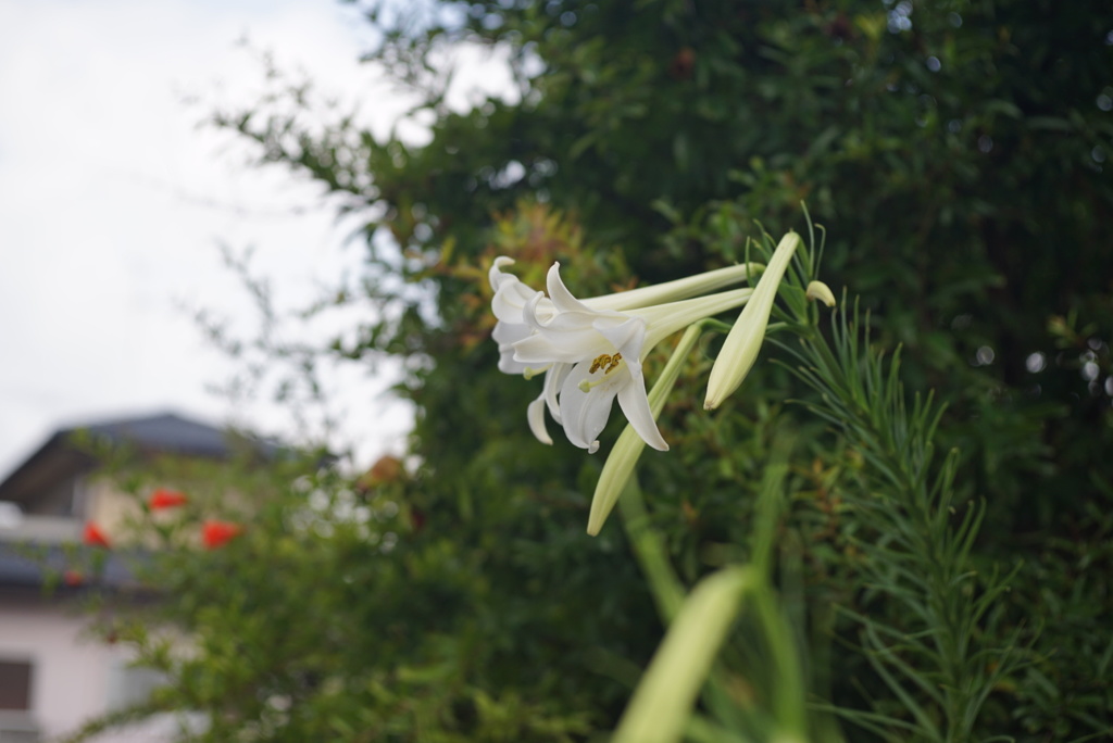wild lily