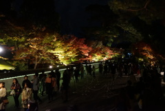 京都紅葉ライトアップ