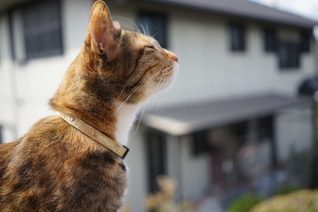 猫の深呼吸