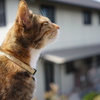 猫の深呼吸