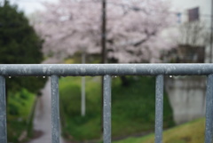 花散らしの雨