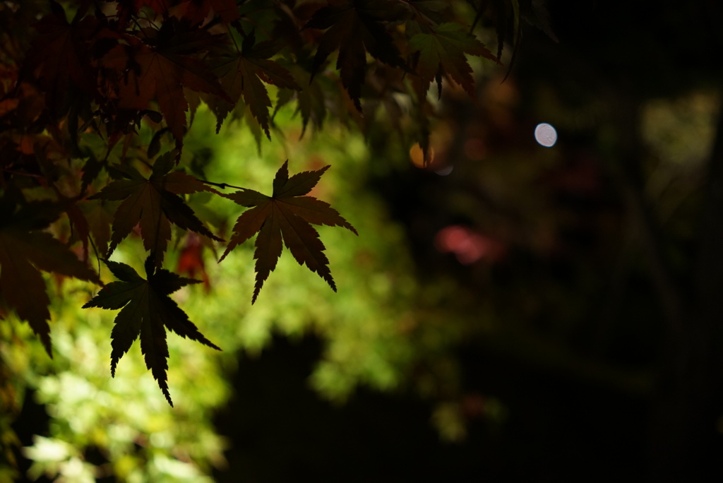 京都紅葉ライトアップ