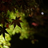 京都紅葉ライトアップ