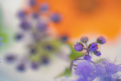 開花まじか