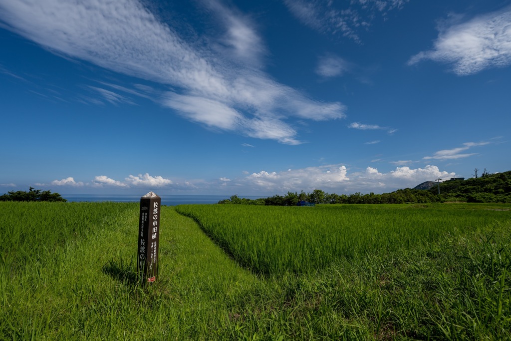 佐渡島　車田植
