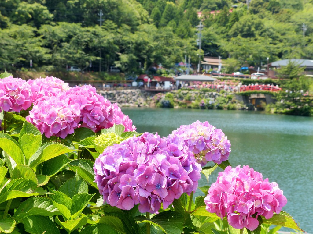 紫陽花園