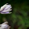 華。。