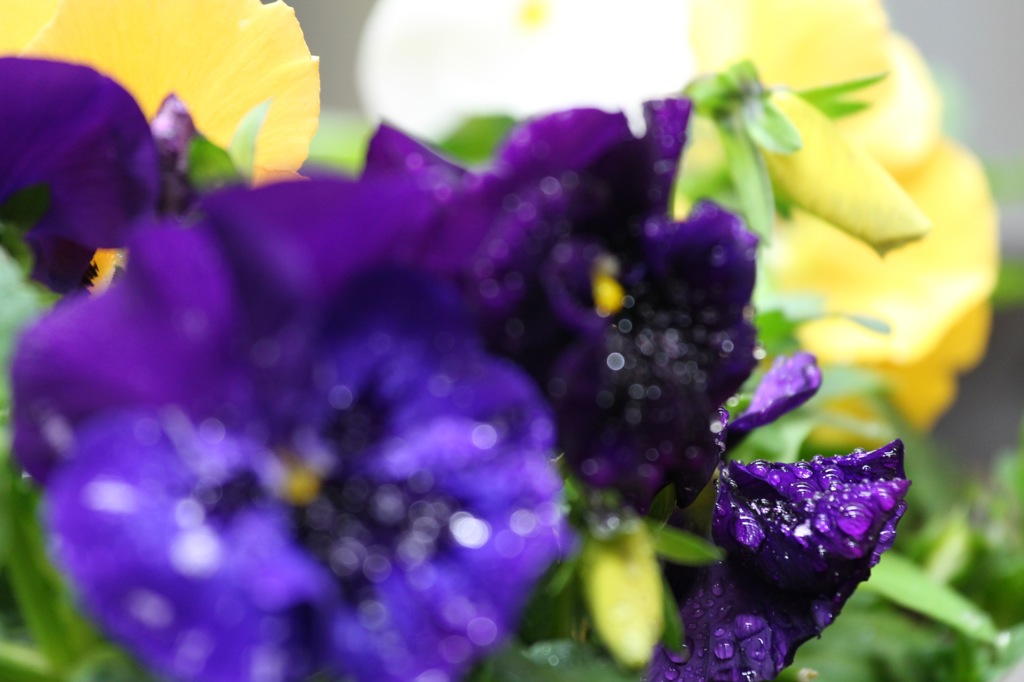 雨の日を楽しむ。。