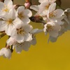 春色。。