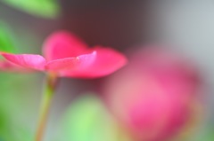 はなびら。。