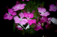 華。。