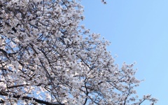 雨のち桜。。