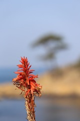 サボテンの花。。