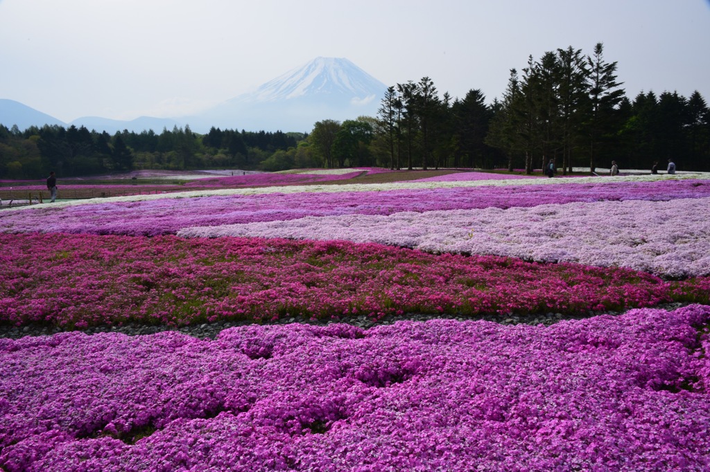 芝桜。。