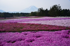 芝桜。。