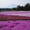 芝桜。。