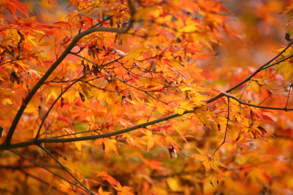 まだまだ紅葉。。
