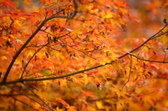 まだまだ紅葉。。