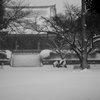 川崎雪降る to 寺。。