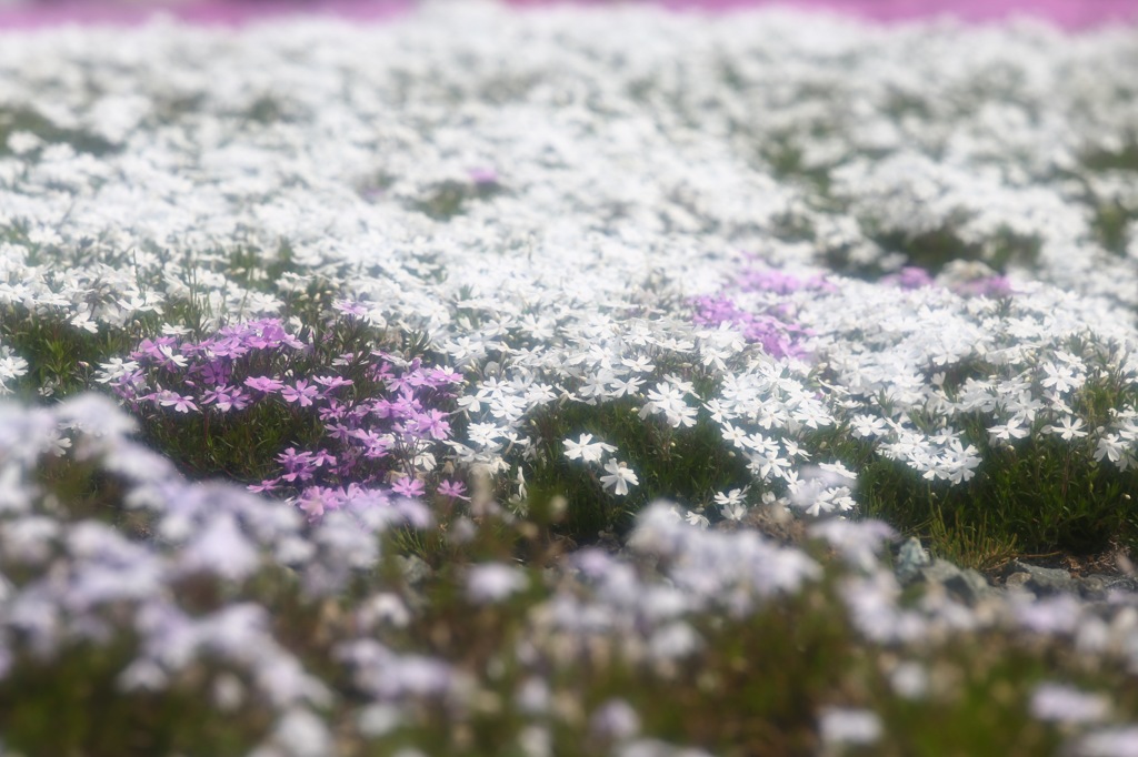 芝桜ポツリと。。